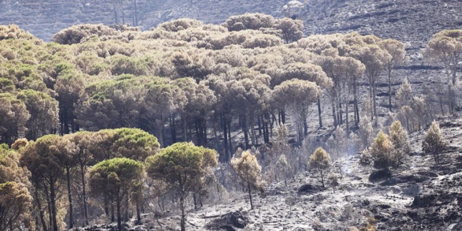Von Waldbränden zerstörte Bäume. Auf der italienischen Mittelmeerinsel Sizilien sind grössere Wald- und Flächenbrände ausgebrochen. Foto: Alberto Lo Bianco/LaPresse via ZUMA Press/dpa