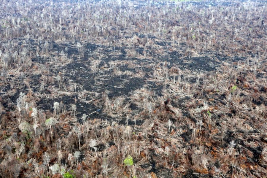 Regenwald Abholzung Indonesien Biden