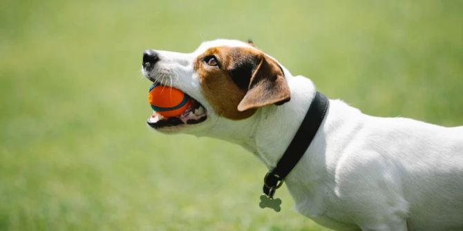 hund Ball spielt