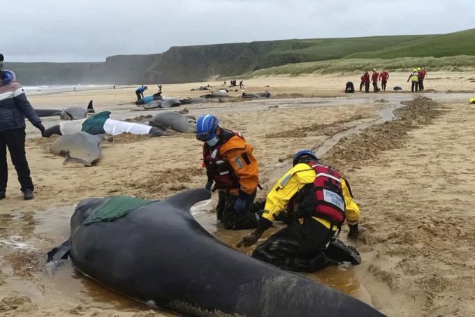 Retter versuchen vergeblich die gestrandeten Grindwale zu retten. Grindwale Isle of Lewis