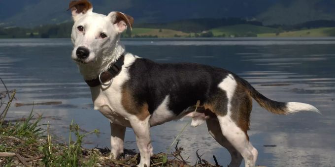 Symbolhund Jack Russel Terrier