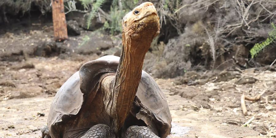 lonesome george galapagos