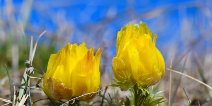 Berlin - Mildes Wetter kann Takt der Natur durcheinander bringen