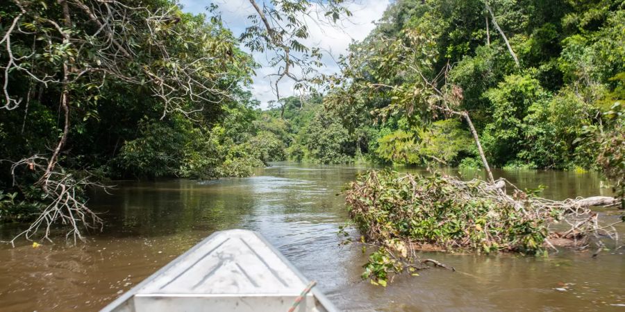 Amazonas Brasilien