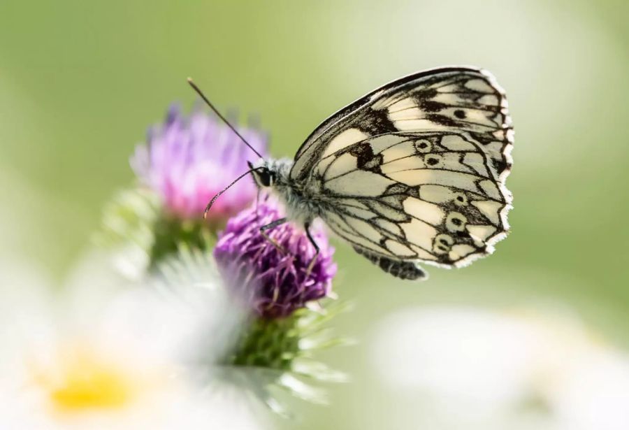 bio vielfalt