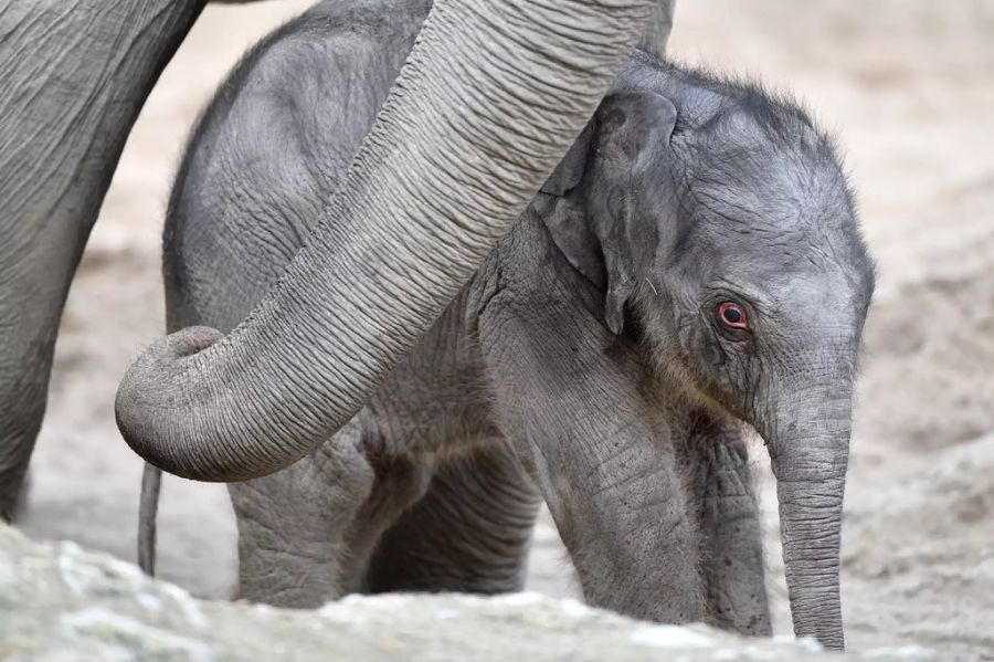 Ein Baby-Elefant