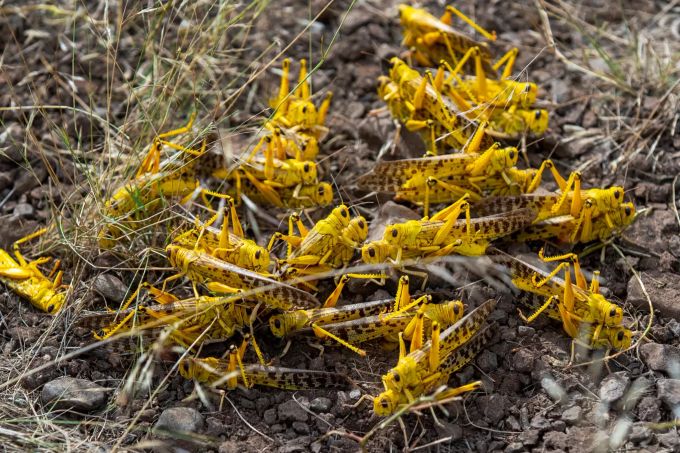 Eine Gruppe von Wüstenheuschrecken paart sich am Boden im Gebiet Nasuulu Conservancy im Norden Kenias. Heuschreckenplage in Kenia