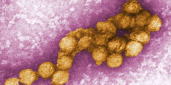 Erster Fall - Deutscher Tierarzt infiziert sich mit West-Nil-Virus