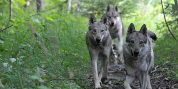 Mehrere Wölfe schreiten durch den Wald.