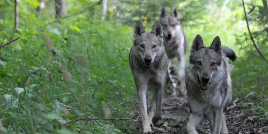 Mehrere Wölfe schreiten durch den Wald.