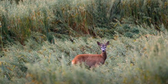 Setzzeit der Rehe. (Symbolbild) Setzzeit der Rehe. (Symbolbild)