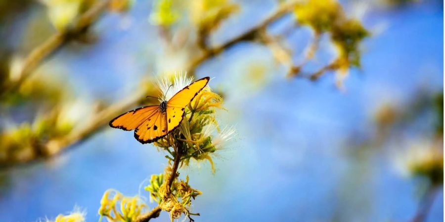 Ein Schmetterling auf einem Ast im Kaya Kauma Forest in Kilifi, Kenia.