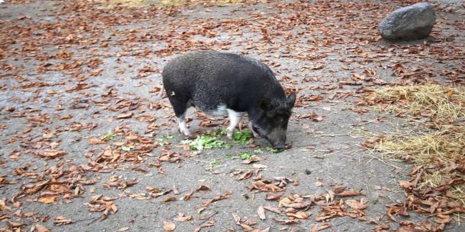 Tierischer Nachwuchs Tierischer Nachwuchs