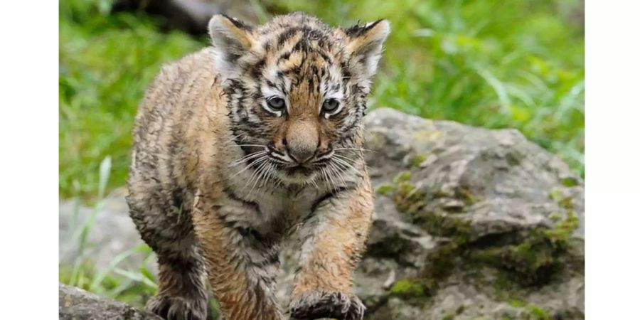 Einer der drei kleinen Amur-Tiger erkundet 2011 das Gehege im Zürcher Zoo.