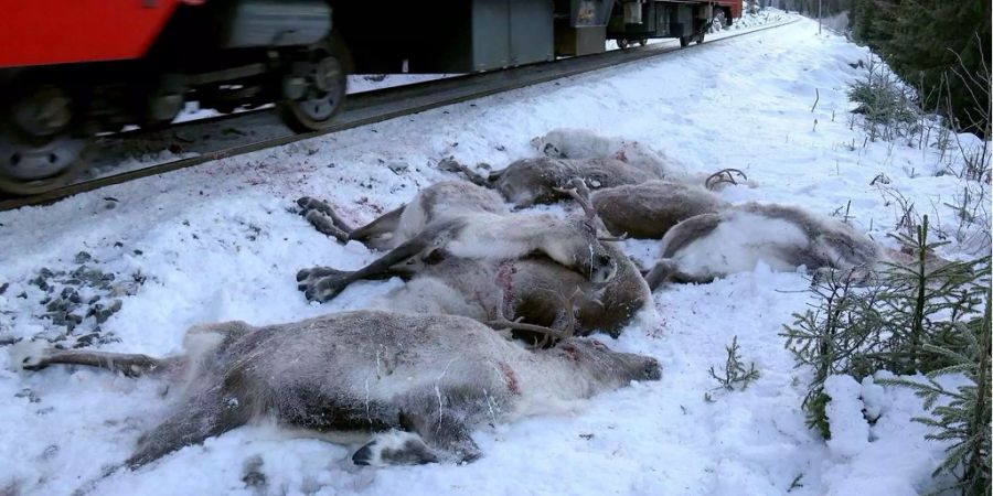 Trauriges Bild: Zig Rentiere kamen in den letzten Tagen unter den Zug.