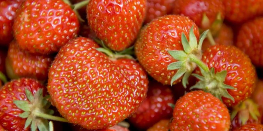 erdbeeren