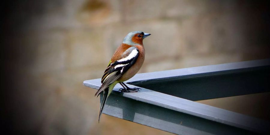 Die Vogelwarte Sempach gibt Tipps, wie man Vögel schützen kann.