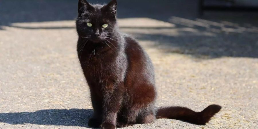 Einer der Mythen besagt: Achtung vor schwarzen Katzen, vor allem wenn sie die Strasse von rechts nach links überqueren.