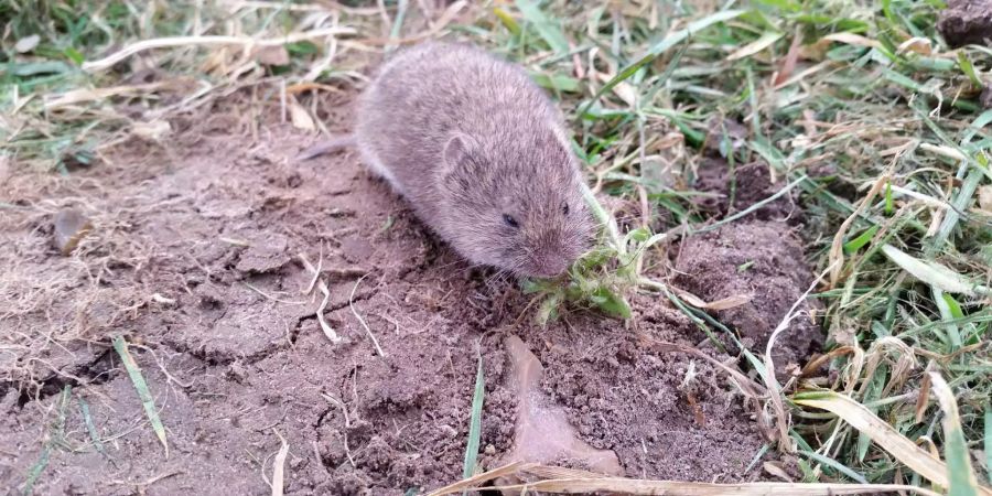 Eine Maus frisst pro Tag etwa 150 Gramm Wurzeln, was ihrem eigenen Körpergewicht entspricht.