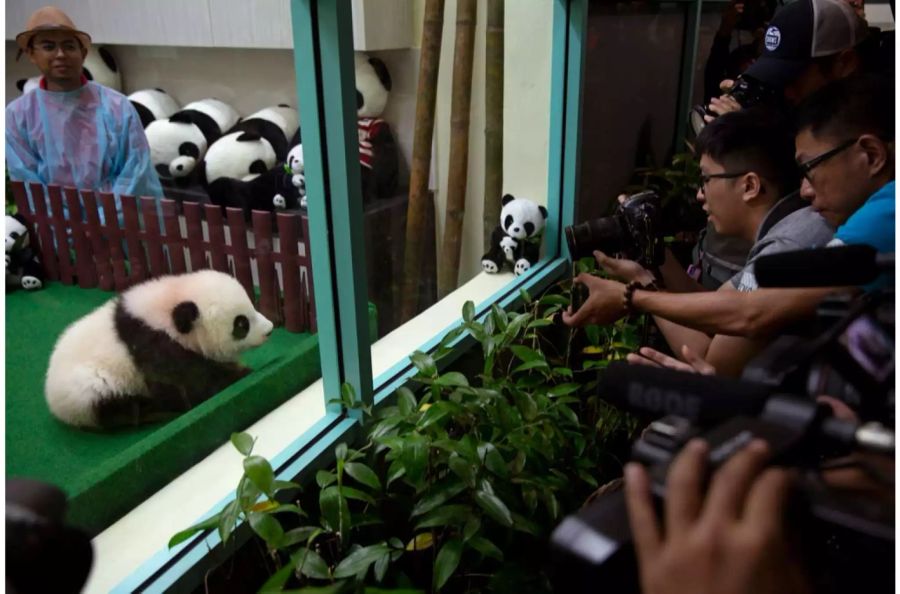 Das Pandababy krabbelte auf Fotografen zu.