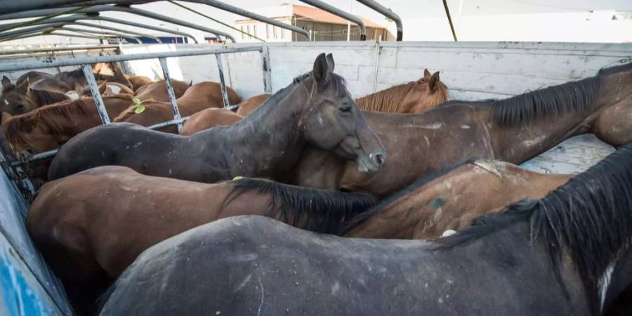 In Südamerika gelten weniger strenge Tierschutzgesetze.