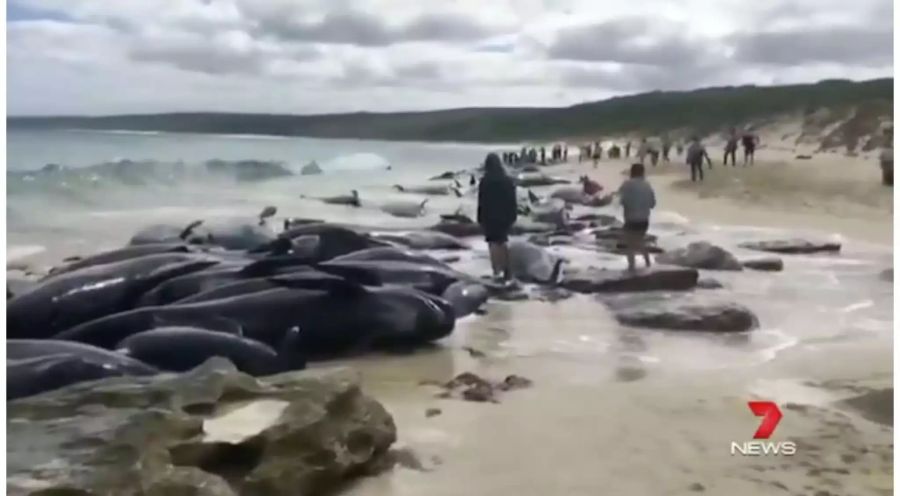 Helfer versuchten, die noch lebenden Tiere wieder ins Wasser zurück zu bugsieren und zu retten.