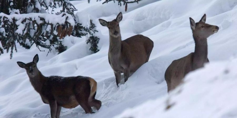 Drei Rehe stehen im Schnee.