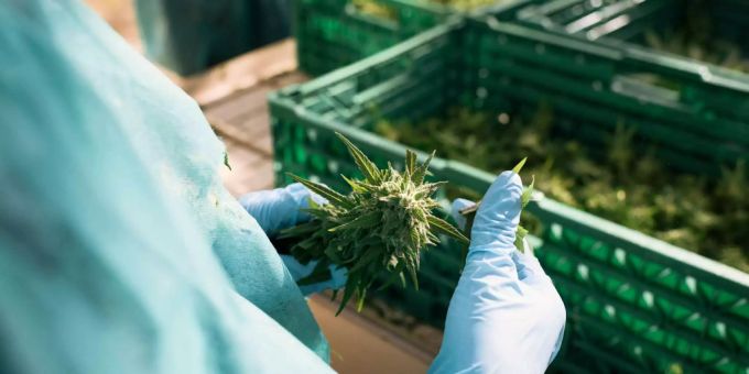 Durch den geringen THC-Gehalt von unter 1 Prozent wirkt CBD nicht psychoaktiv. Durch den geringen THC-Gehalt von unter 1 Prozent wirkt CBD nicht psychoaktiv.
