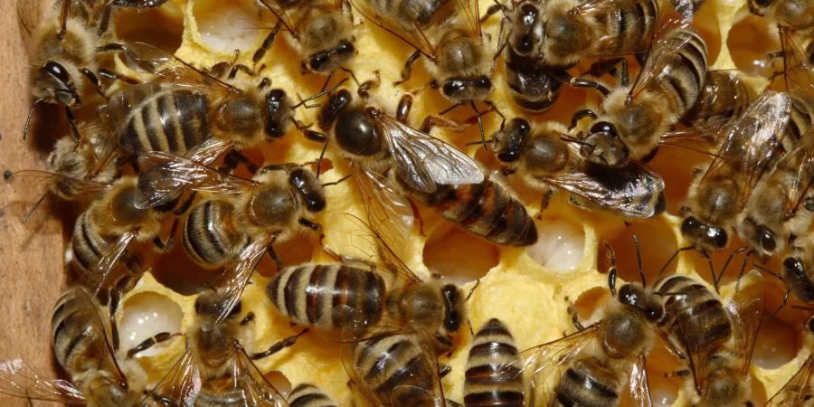 Die Bienenkönigin unterscheidet sich durch ihre Grösse klar von den anderen Bienen.