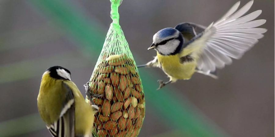 Blaumeisen bei der Futterstelle.