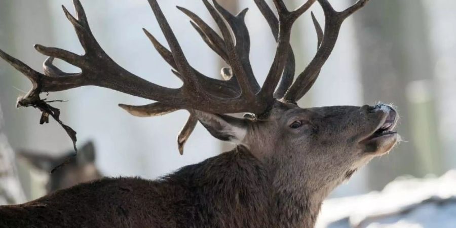 Für Wildtiere wie den Hirsch sind hohe Schneemassen lebensbedrohlich. Foto: Patrick Pleul
