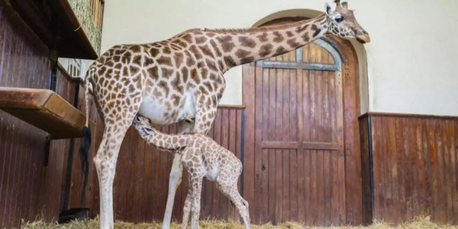 Das Giraffen-Baby Pendu im Zoo Basel.