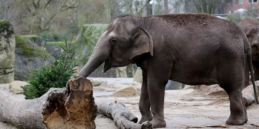 Ein Elefant frist im Zoo eine Tanne