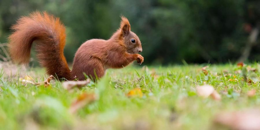 Die Briten wollen ihre beliebten roten Eichhörnchen vor dem Aussterben retten.