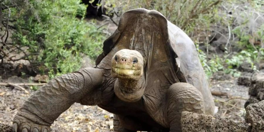 «Lonesome George», die letzte Pinta-Riesenschildkröte, starb 2012 auf den Galápagos-Inseln. Foto: Tui De Roy/Png/Handout/PNG