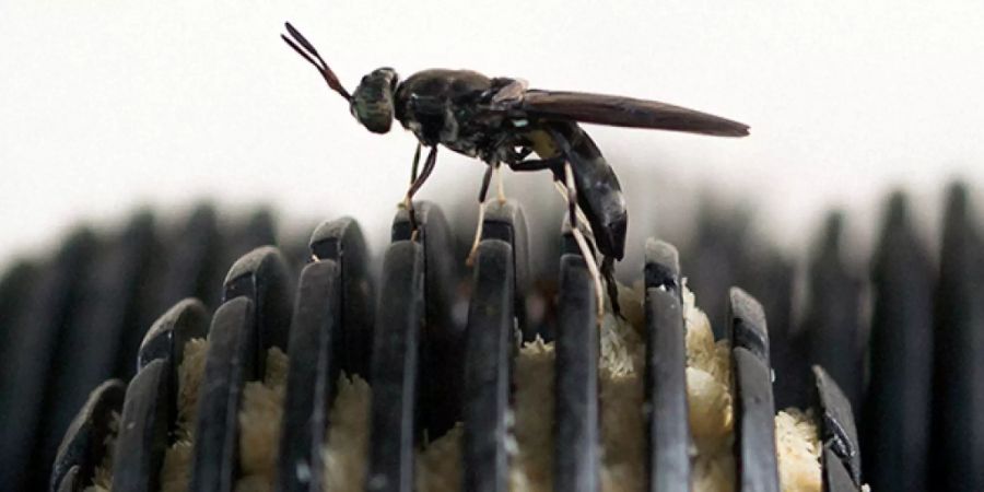 Die Larven der schwarzen Waffenfliege können Bioabfälle in Anlagen zersetzen und nachher als Tierfutter dienen.