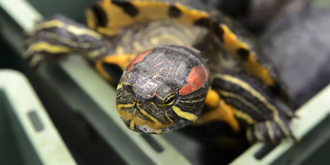 Rotwangen-Schmuckschildkröten sind in der Schweiz seit 2008 verboten. In der freien Natur richtet die invasive Art aus Nordamerika Schaden an. (Archiv) Rotwangen-Schmuckschildkröten sind in der Schweiz seit 2008 verboten. In der freien Natur richtet die invasive Art aus Nordamerika Schaden an. (Archiv)