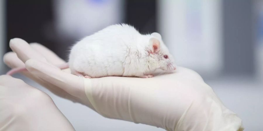 Tuberkulose Maus Toxin Selbstmord
