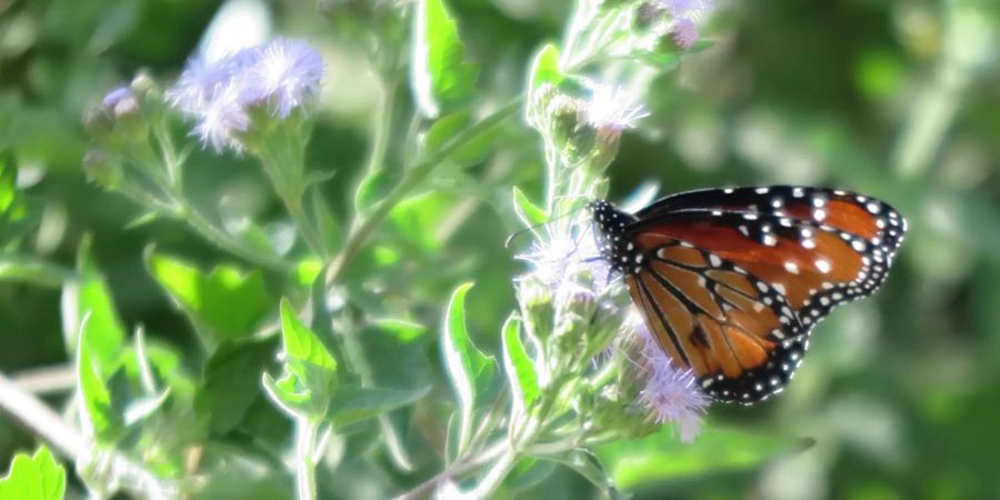 Schmetterling