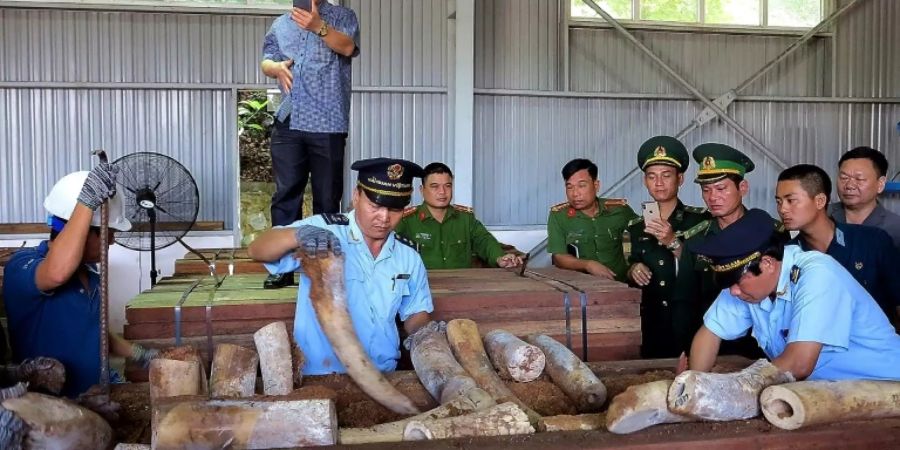 Elfenbeinfund in Vietnam sichergestellt