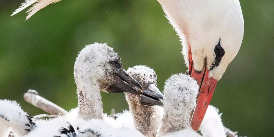 Störche im Züricher Zoo geboren