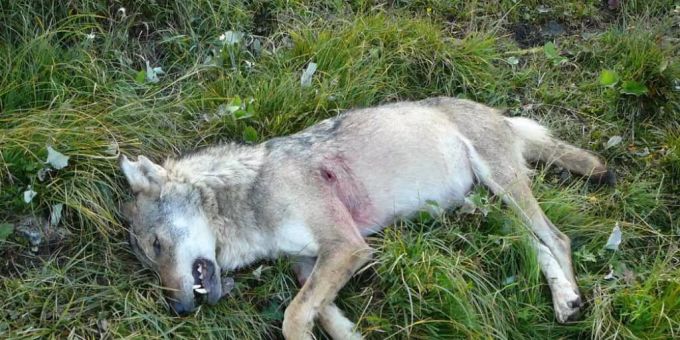 Von Beverinrudel - Bündner Wildhut erlegt dritten Jungwolf