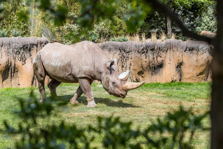 Nashorn im Zoo