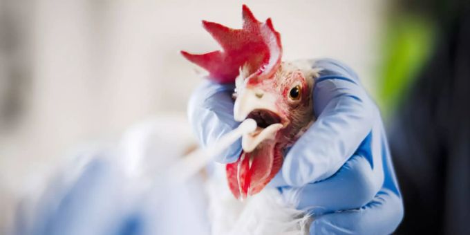 Die derzeit in Europa grassierende Vogelgrippe gilt als die bisher schlimmste. Nach Ausbruch der hochansteckenden Variante der Aviären Influenza in Hüntwangen führten die Veterinärdienste der Kantone Aargau, Zürich und Schaffhausen Untersuchungen zum Seuchenstatus des Geflügels durch (Archivbild). Die derzeit in Europa grassierende Vogelgrippe gilt als die bisher schlimmste. Nach Ausbruch der hochansteckenden Variante der Aviären Influenza in Hüntwangen führten die Veterinärdienste der Kantone Aargau, Zürich und Schaffhausen Untersuchungen zum Seuchenstatus des Geflügels durch (Archivbild).