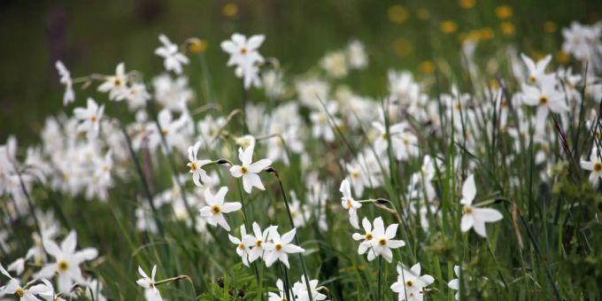 Auf einer Wiese in Romanshorn TG haben Einwohnerinnen und Einwohner rund 7900 Dichternarzissen gepflanzt. Auf einer Wiese in Romanshorn TG haben Einwohnerinnen und Einwohner rund 7900 Dichternarzissen gepflanzt.