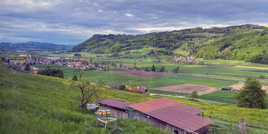 Heu in der Gürbetalebene bei Kaufdorf.