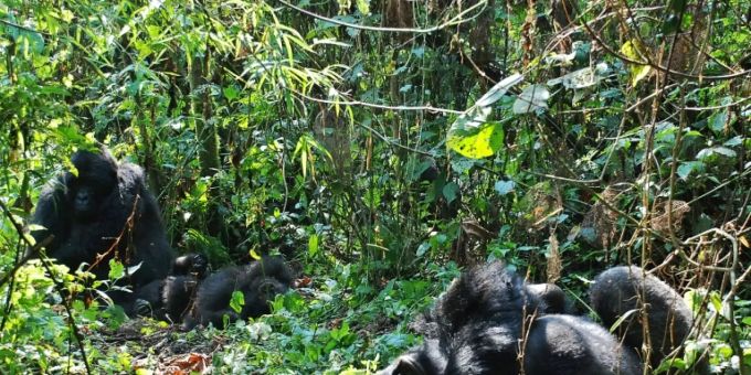 Berggorillas im Virunga-Nationalpark Berggorillas im Virunga-Nationalpark
