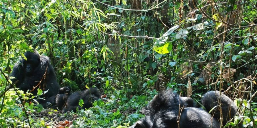 gorilla