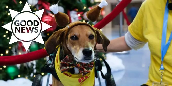 Good News - Dieser Therapie-Hund ist jetzt ein Held!