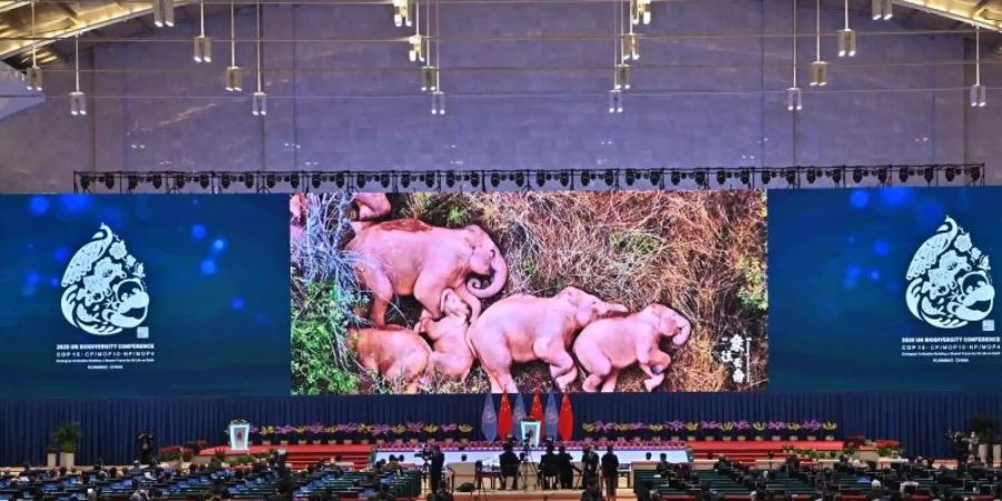 Ein Videoclip mit Elefanten wird während der Eröffnungszeremonie der UN-Weltnaturschutzkonferenz (COP 15) in der südwestchinesischen Provinz Yunnan gezeigt. Foto: Li Xin/XinHua/dpa